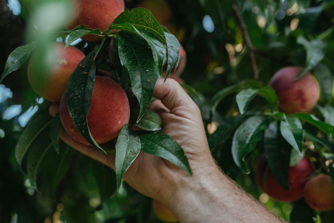 Peach Gift Box – Rendleman Orchards